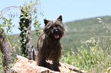 CAIRN TERRIER 463
